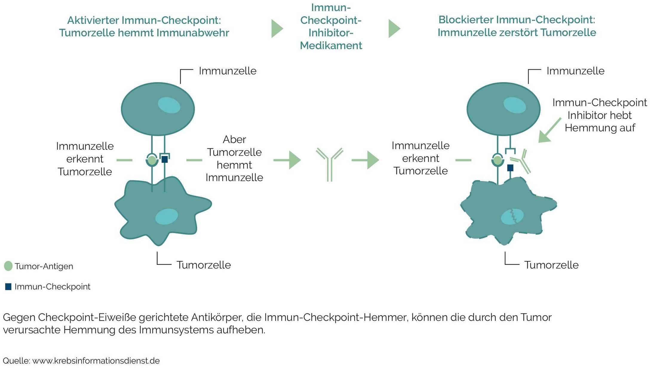 Immun-Checkpoint Hemmer